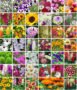 Aero Seeds Combo of 40 Variety 3000+ Flower Seeds Combo Pack Seed(40 per packet)