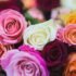 Valentine Week Rose Day colors guide