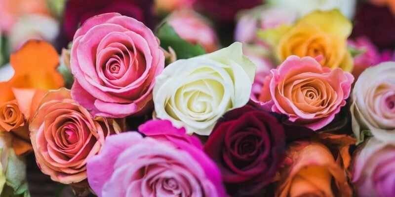 Valentine week 10 unique ideas to propose to your girl or boy